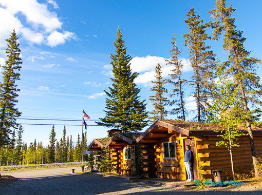 Denali Moose Autumn